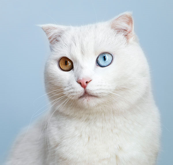 gato blanco